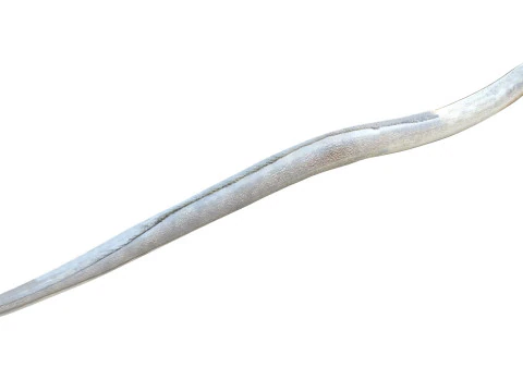 Рыба крапчатый червь-угорь 3D Модель