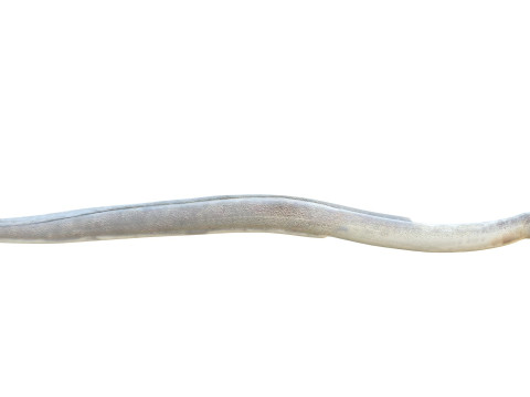 Gesprenkelter Wurmaalfisch 3D Modell