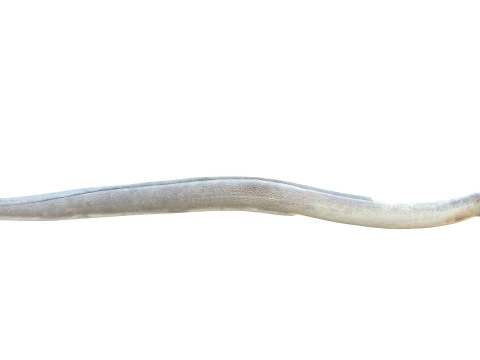 Рыба крапчатый червь-угорь 3D Модель