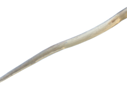 Gesprenkelter Wurmaalfisch 3D Modell