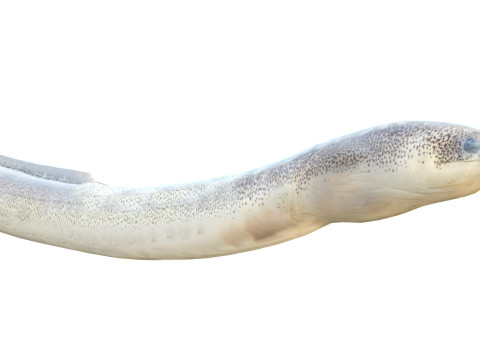 Gesprenkelter Wurmaalfisch 3D Modell
