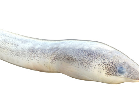 Gesprenkelter Wurmaalfisch 3D Modell