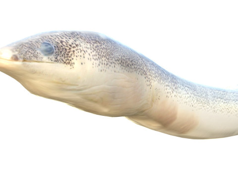 Gesprenkelter Wurmaalfisch 3D Modell