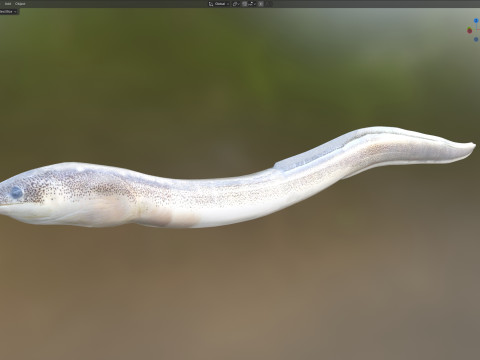 Gesprenkelter Wurmaalfisch 3D Modell