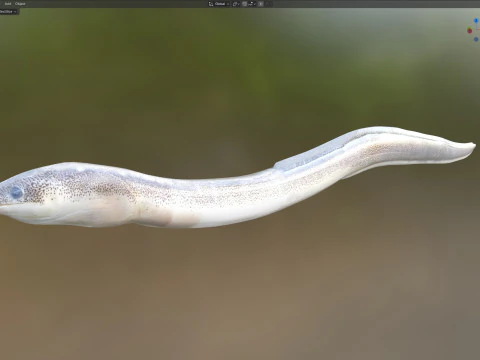 Рыба крапчатый червь-угорь 3D Модель