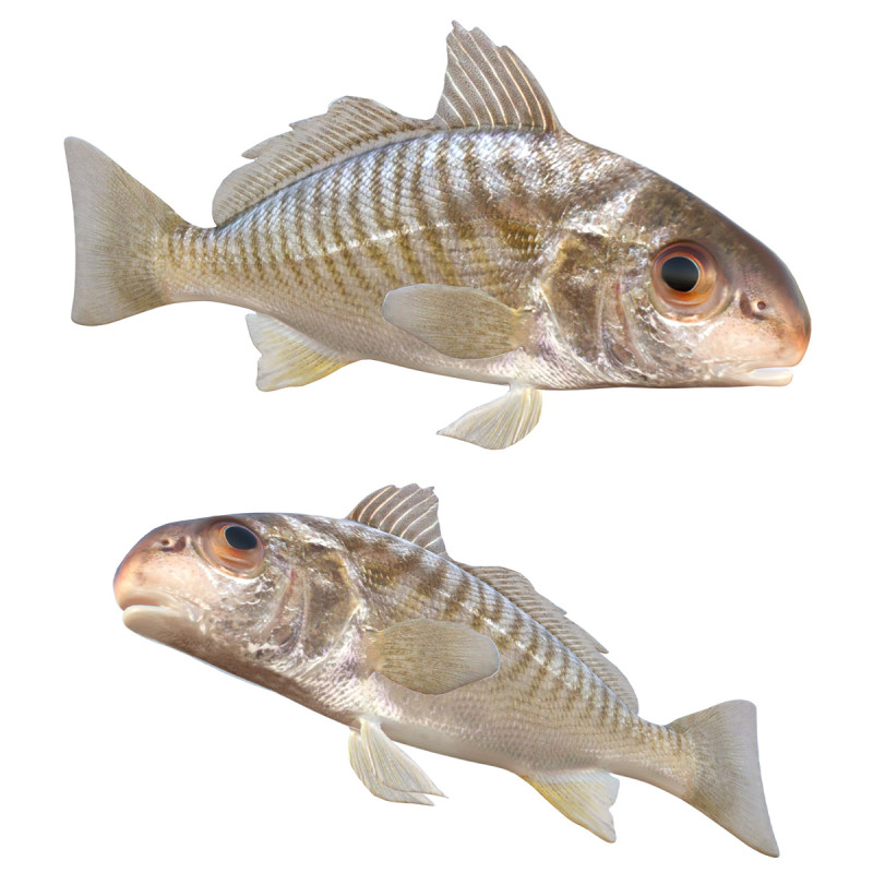 Spot fish 3D Model .c4d .max .obj .3ds .fbx .stl .blend