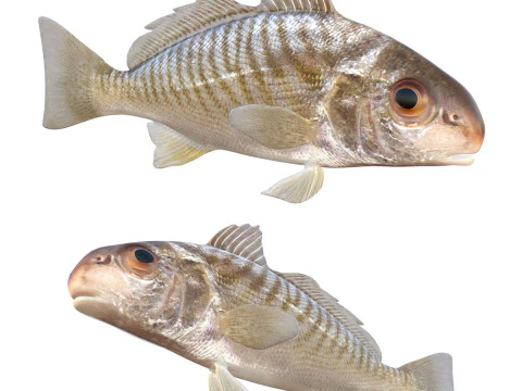 Ryba punktowa Model 3D