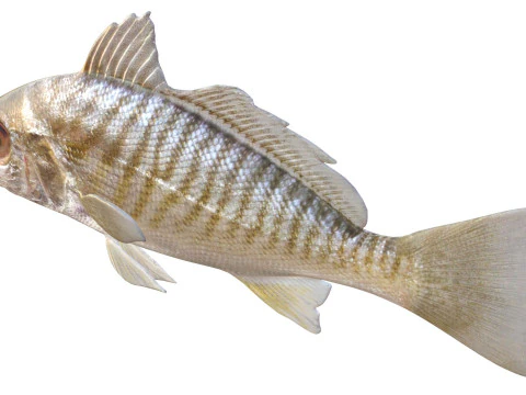 Individua i pesci Modello 3D