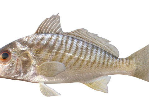 Individua i pesci Modello 3D