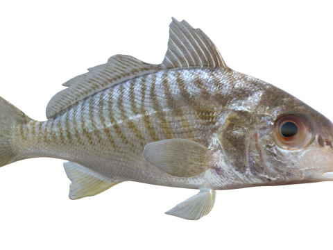 Spot fish 3D Model