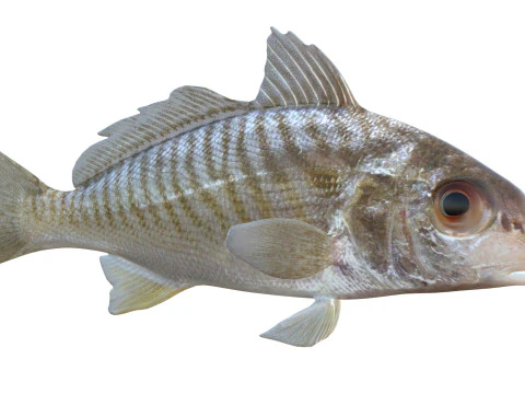 Individua i pesci Modello 3D