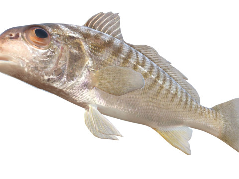 Spot fish 3D Model