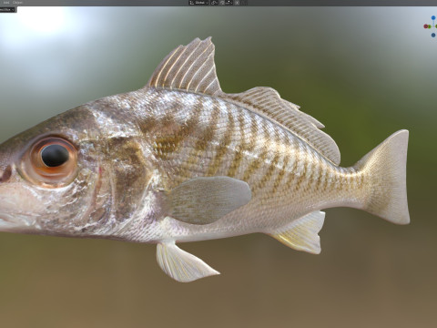 Spot fish 3D Model