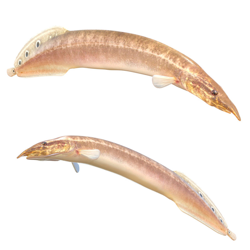 Spotfin Spiny Eel fish 3D Model .c4d .max .obj .3ds .fbx .stl .blend 