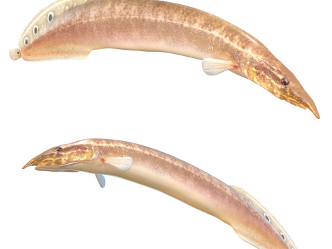 Pez anguila espinosa Modelo 3D