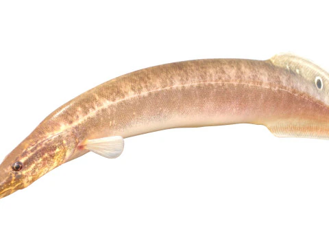 Spotfin Spiny Eel fish 3D Model