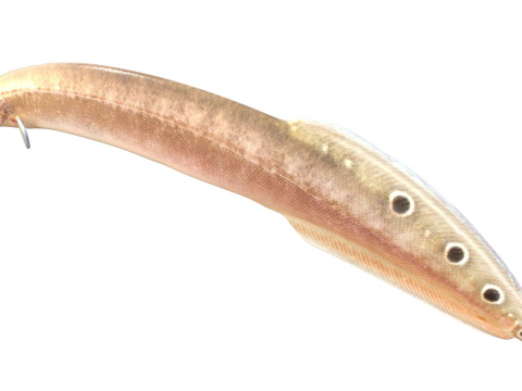 Spotfin Spiny Eel fish 3D Model