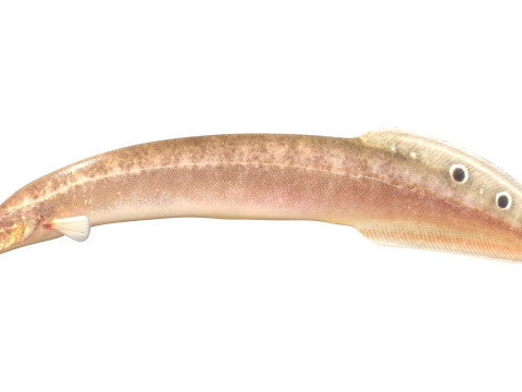 Spotfin Spiny Eel fish 3D Model
