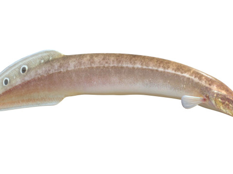 Spotfin Spiny Eel fish 3D Model