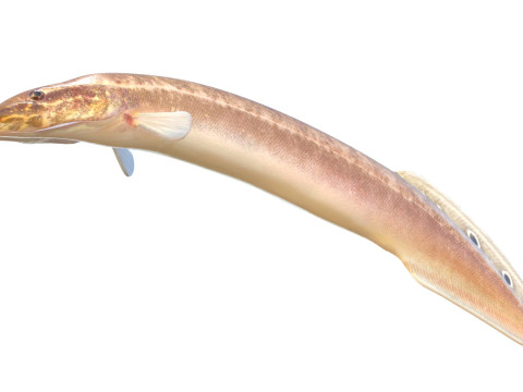 Spotfin Spiny Eel fish 3D Model