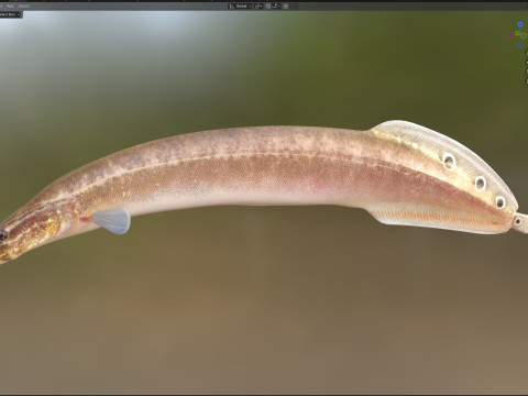 Spotfin Spiny Eel fish 3D Model