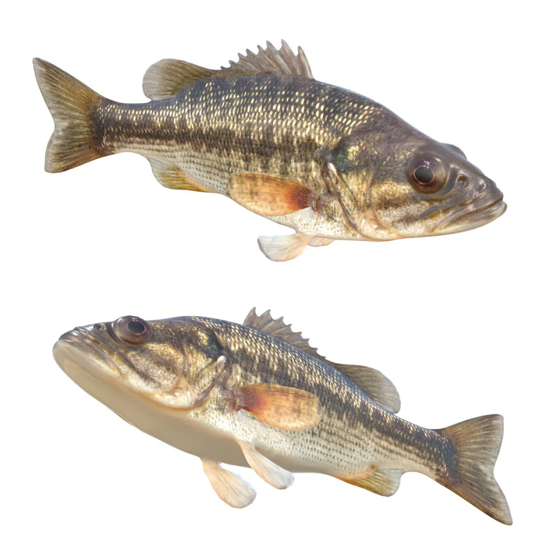 Spotted Bass fish 3D Model .c4d .max .obj .3ds .fbx .stl .blend 