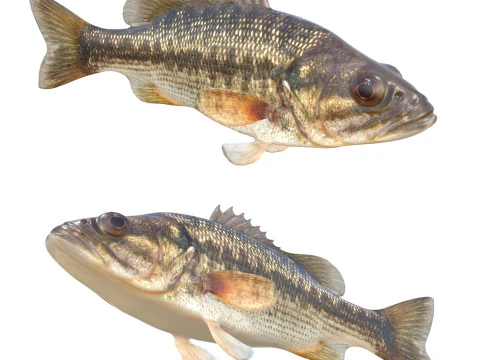 Łaciasta ryba basowa Model 3D