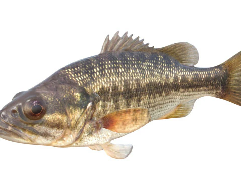 Spotted Bass fish 3D Model