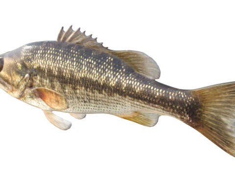 Spotted Bass fish 3D Model