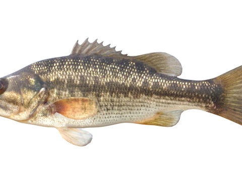 Spotted Bass fish 3D Model