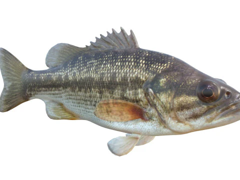 Spotted Bass fish 3D Model
