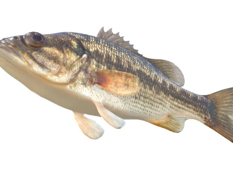 Spotted Bass fish 3D Model