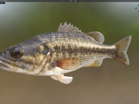 Spotted Bass fish 3D Model