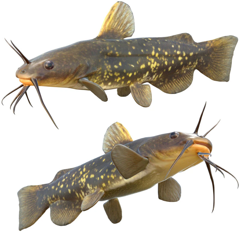 Spotted Bullhead fish 3D Model .c4d .max .obj .3ds .fbx .stl .blend 