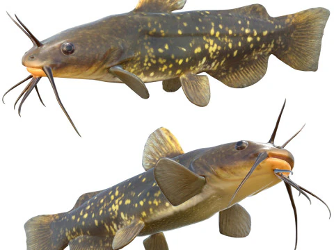 Ryba cętkowana Bullhead Model 3D