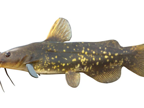 Spotted Bullhead fish 3D Model