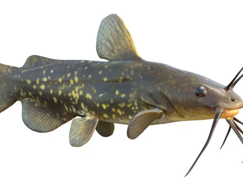 Spotted Bullhead fish 3D Model