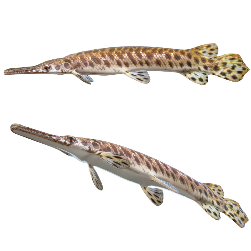 Spotted Gar fish 3D Model .c4d .max .obj .3ds .fbx .stl .blend 