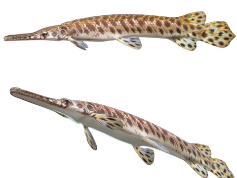 Pez Gar manchado Modelo 3D