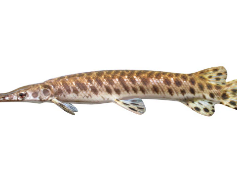 Spotted Gar fish 3D Model