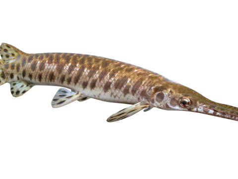 Spotted Gar fish 3D Model