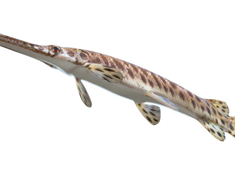 Spotted Gar fish 3D Model