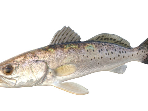 Плямиста морська форель 3D Модель