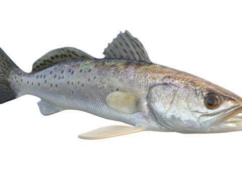 Плямиста морська форель 3D Модель