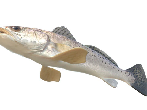 Spotted Seatrout fish 3D Model