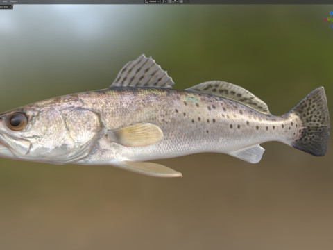 Плямиста морська форель 3D Модель