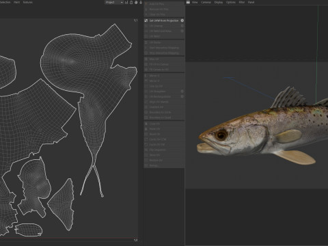 Плямиста морська форель 3D Модель
