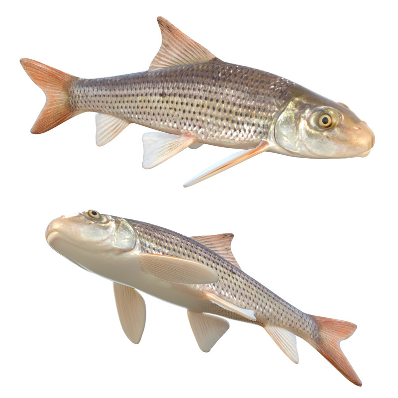 Spotted Sucker fish 3D Model .c4d .max .obj .3ds .fbx .stl .blend 