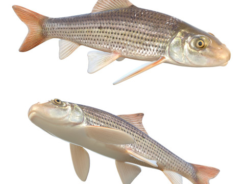 Pez lechón manchado Modelo 3D