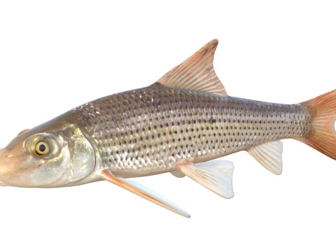 Spotted Sucker fish 3D Model